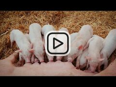  Partizipationsprojekt und Wissenstransfer zur verlängerten Säugezeit auf Bioschweine-Betrieben