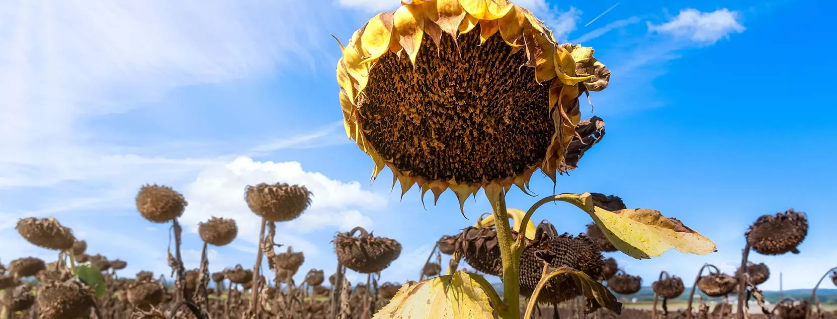Sonneblumen vor blauem Himmel
