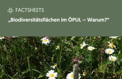 Titelblatt Factsheet mit Wiesenblumen
