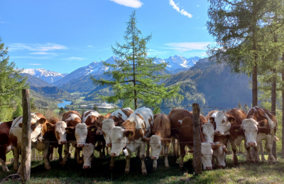 Kühe auf der Weide