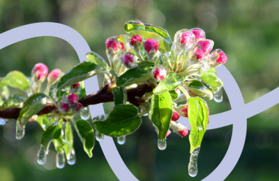 Pflanze mit auftauendem Wasser