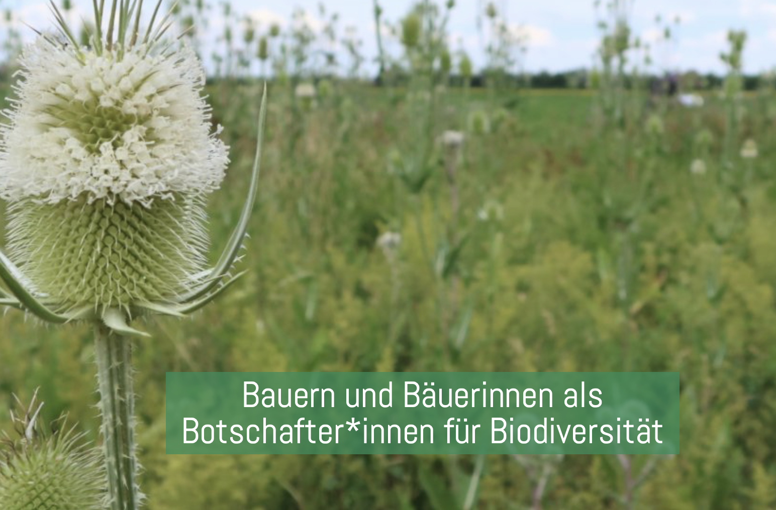 Wiesenblume