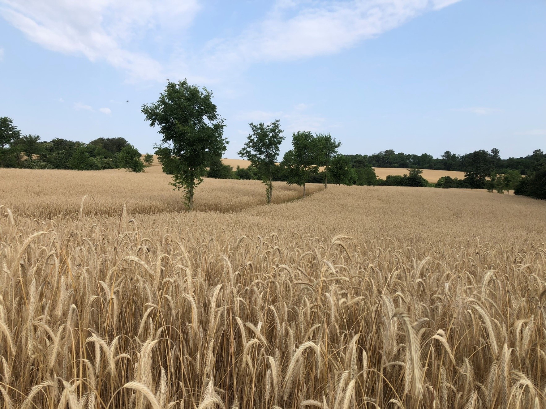 Bäume im Getreidefeld