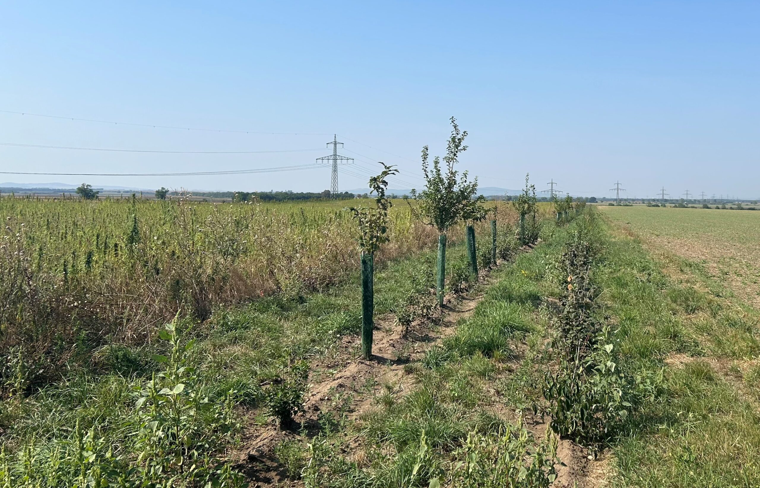 Neuanpflanzungen für die Anlage einer Hecke