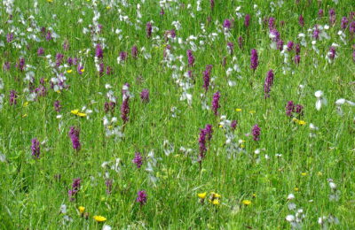 Wiese mit Knabenkraut und Wollgras