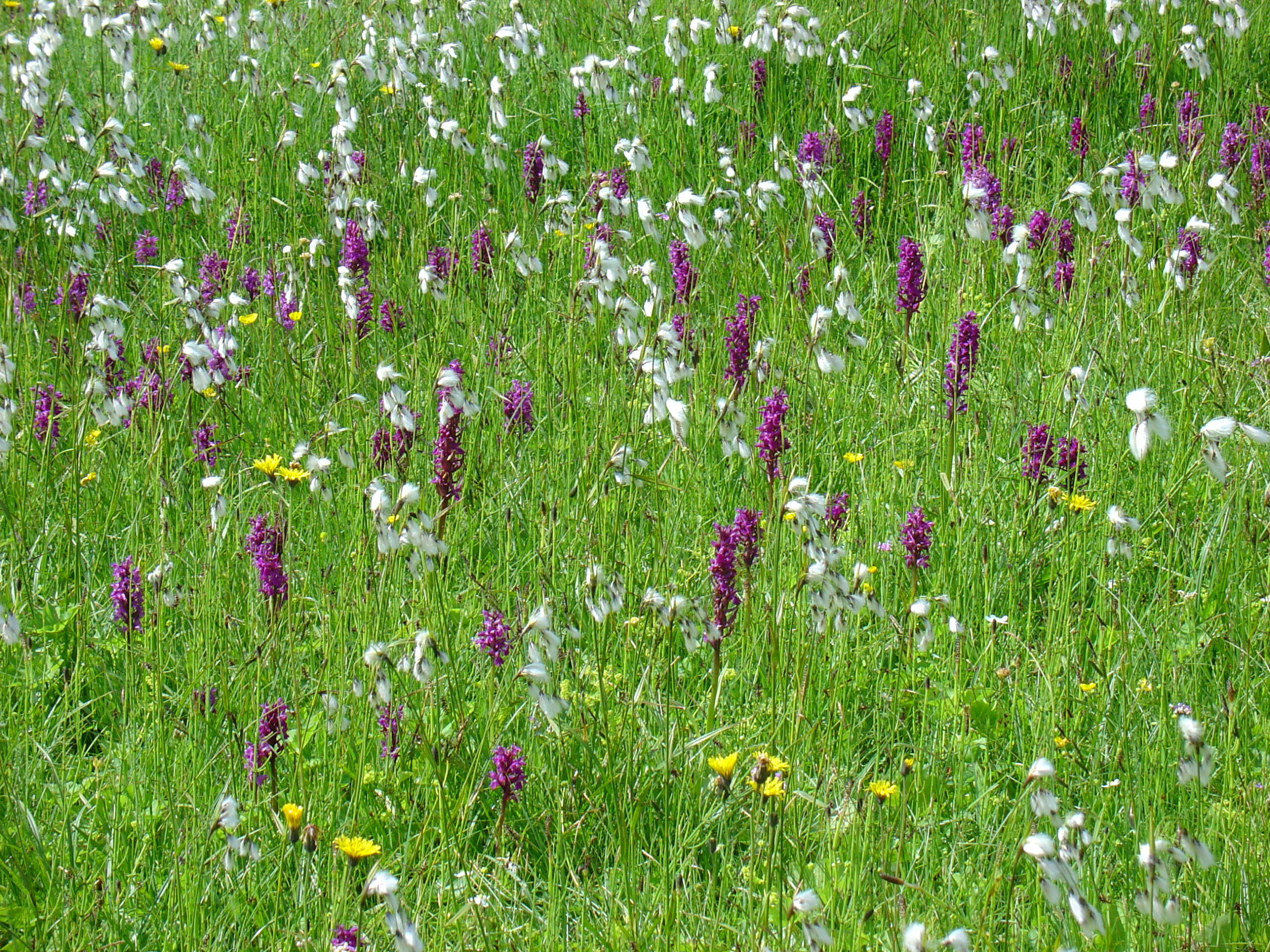 Wiese mit Knabenkraut und Wollgras