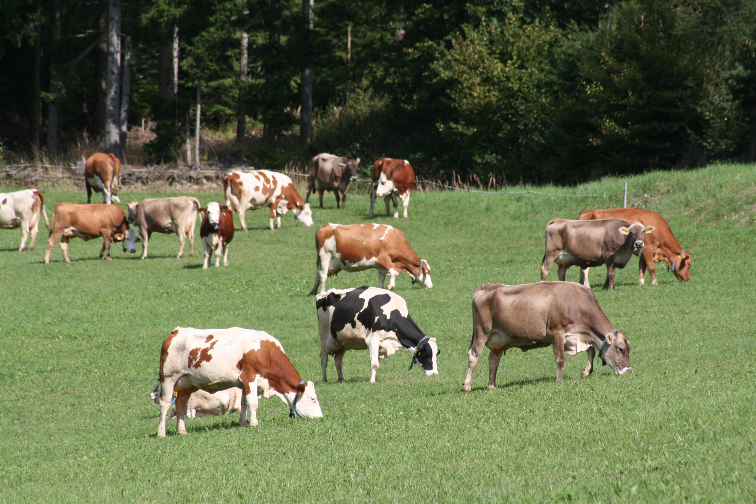 Kühe mit verschiedenen Fellfarben auf der Wiese