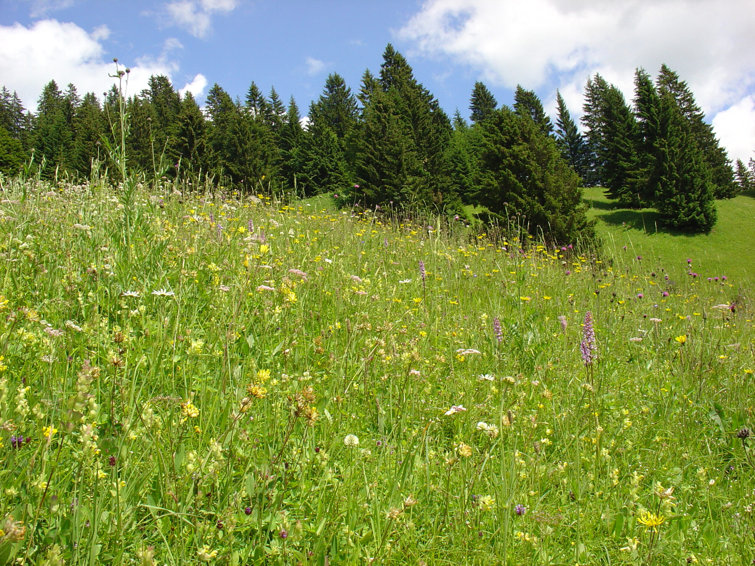 Wiese mit Knabenkraut und Klappertopf