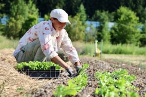 Eine frau kniet auf einem Feld und pflückt Salat