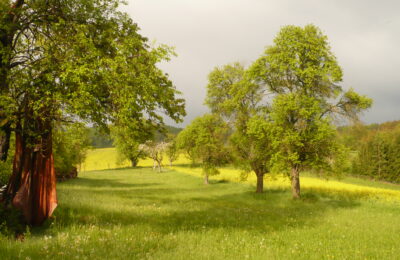 Wiese mit freistehenden Bäumen