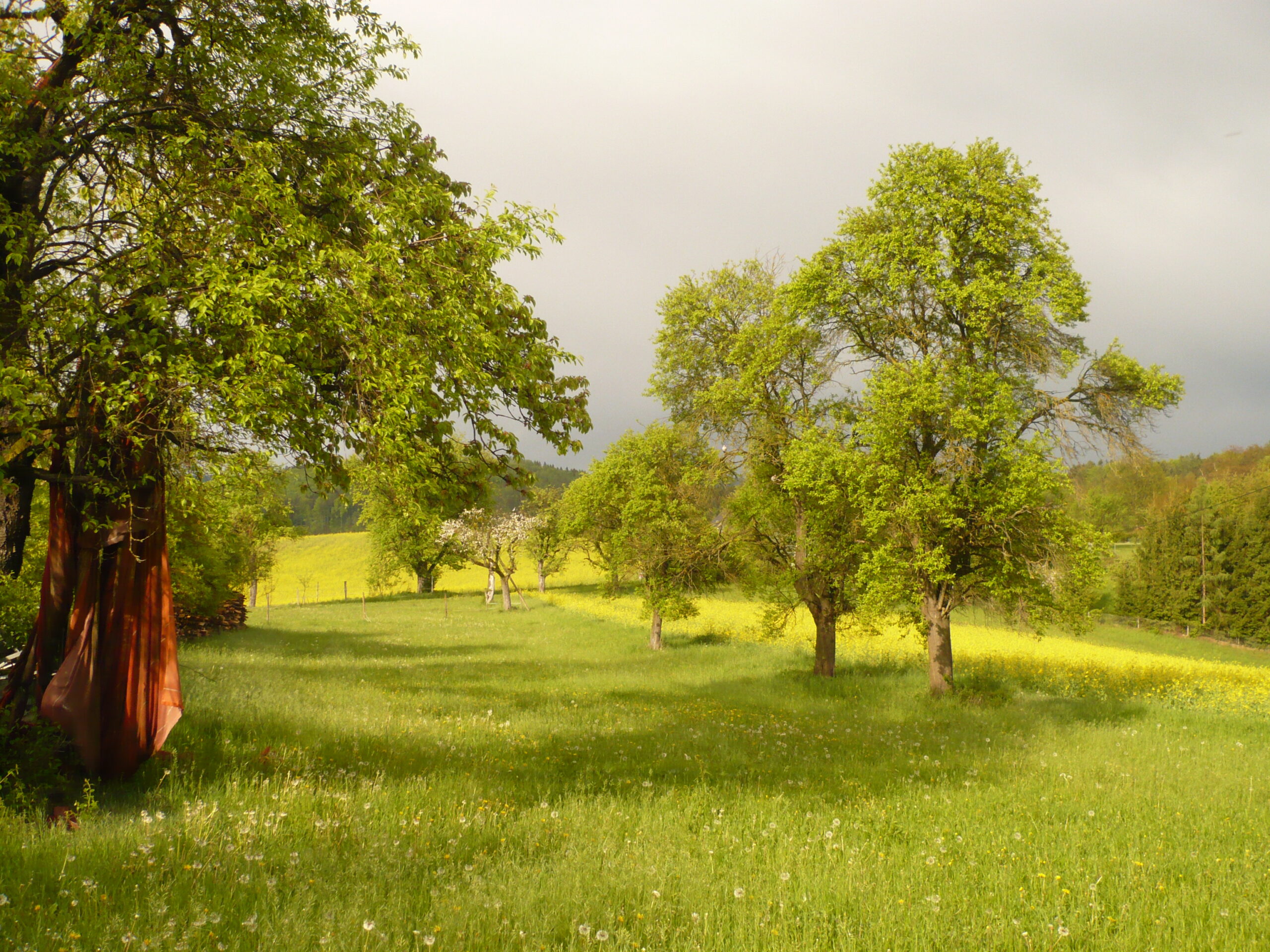 Wiese mit freistehenden Bäumen