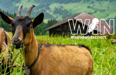 Ziege auf der Wiese mit WIN Schriftzug
