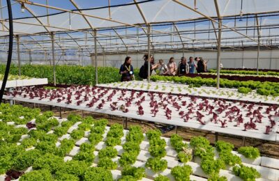Glashaus mit Hydroponic Anlage auf der Blattsalate wachsen