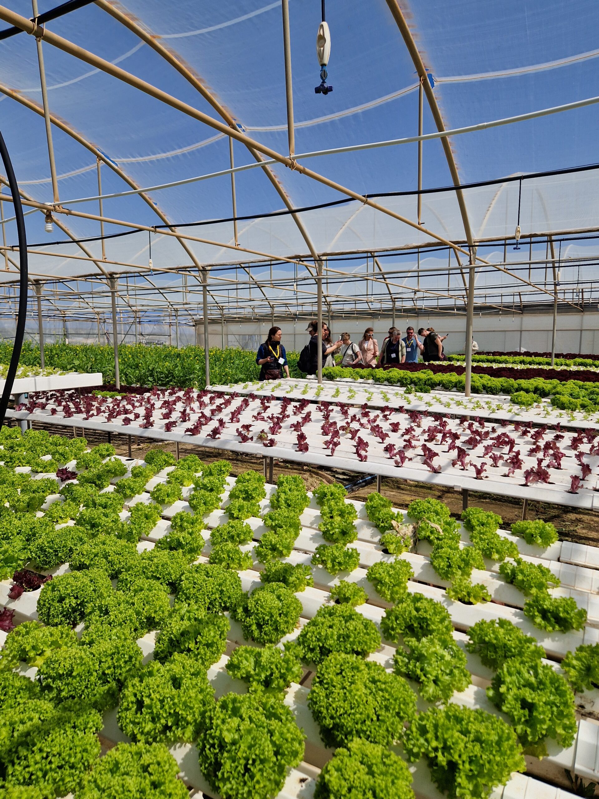 Glashaus mit Hydroponic Anlage auf der Blattsalate wachsen