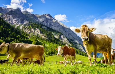 nice cow at the eng alm in austria