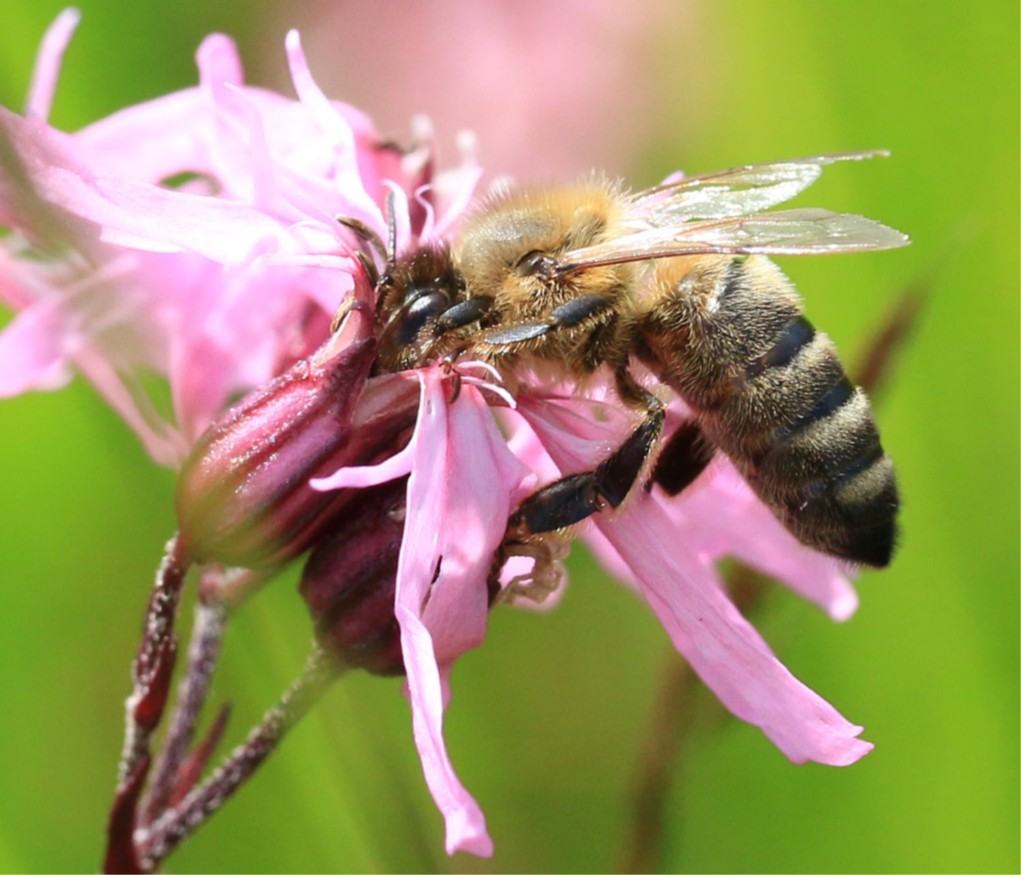 (c) Bienenzentrum Oberösterreich