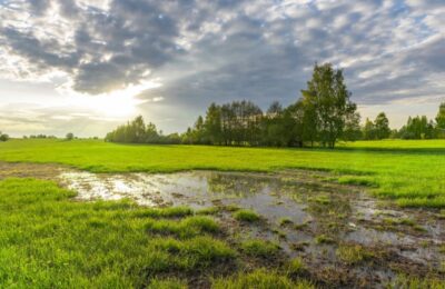 Wasser steht auf einer Wiese