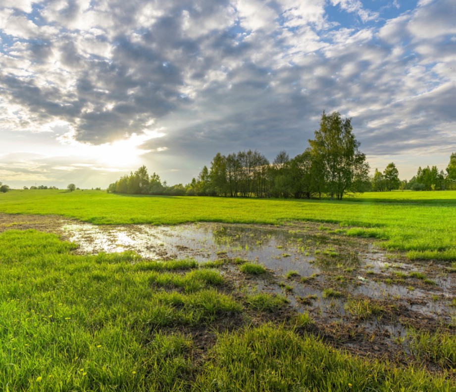 Wasser steht auf einer Wiese